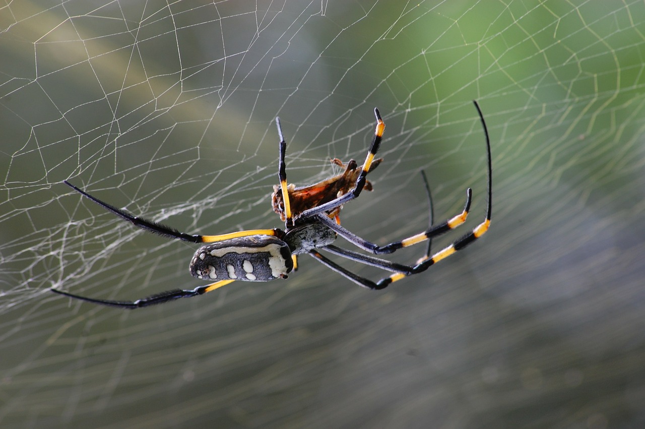 Comment enlever efficacement des toiles d'araignée ?